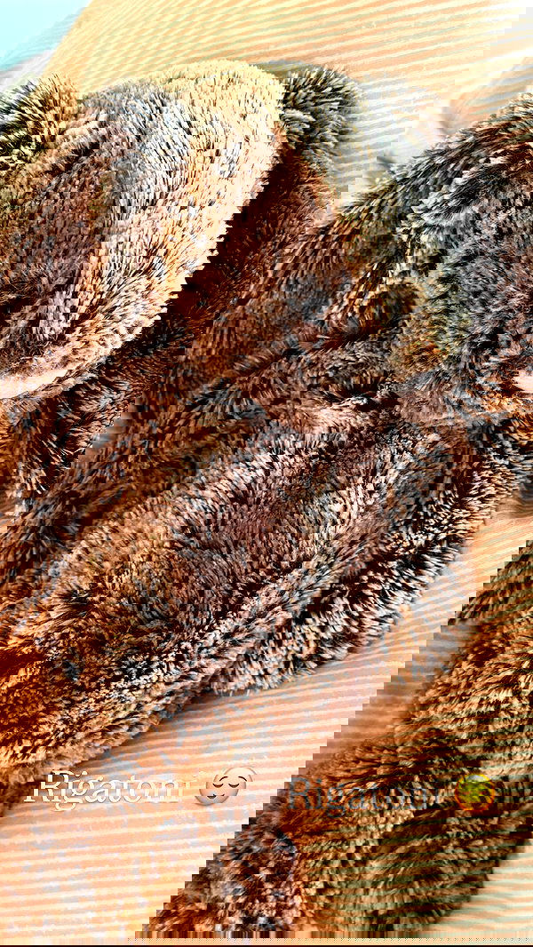 big_icky image ~ Altpins