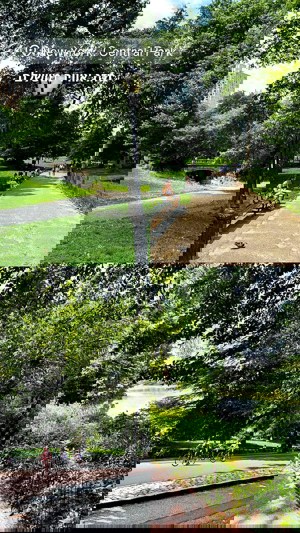 biton__adi biton__adi archive image