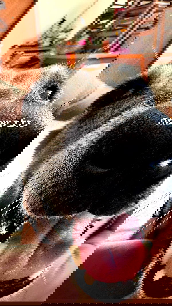 biton__adi biton__adi archive image