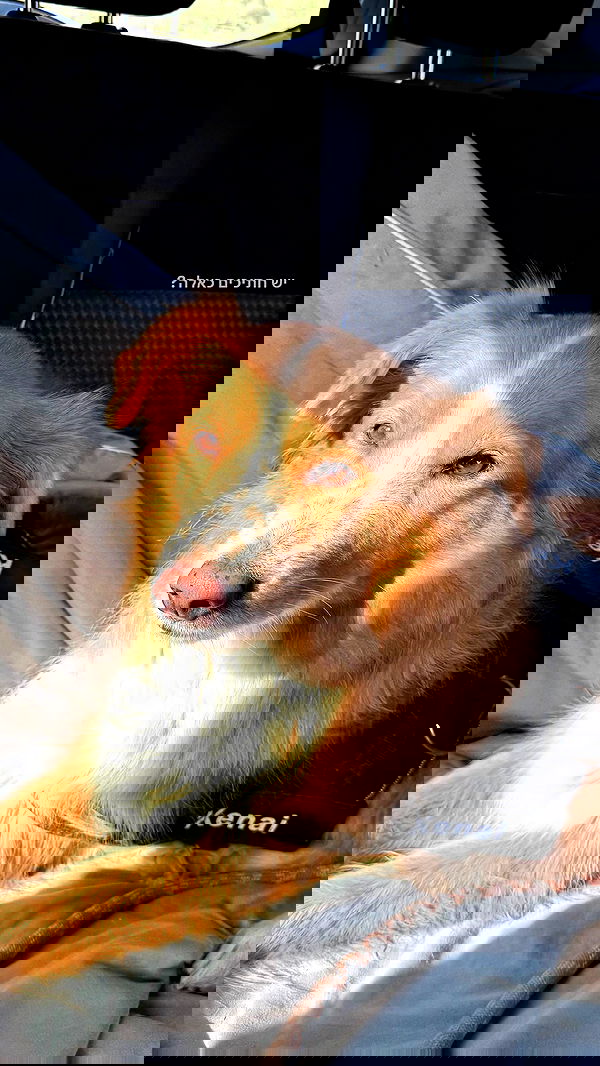 biton__adi biton__adi archive image