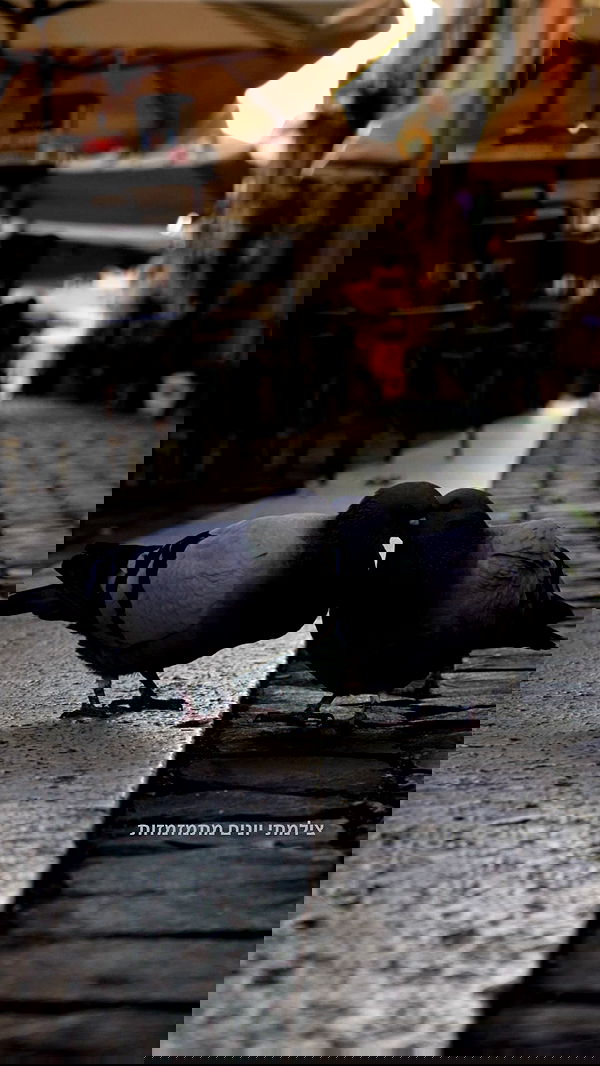 biton__adi biton__adi archive image