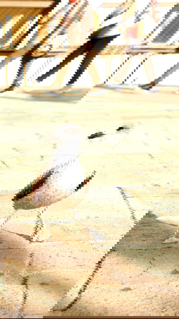 biton__adi biton__adi archive image