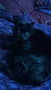 blairvira Altpins Profile Picture