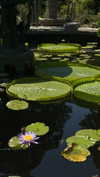 blossom_in_my_moonlight Altpins Profile Picture