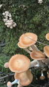 blossom_in_my_moonlight Altpins Profile Picture