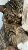 braainr0tt Altpins Profile Picture