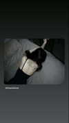 braainr0tt Altpins Profile Picture