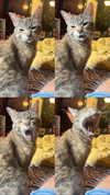 brain_eaterr Altpins Profile Picture