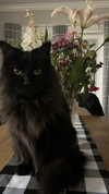 brain_eaterr Altpins Profile Picture