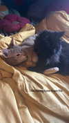 brain_eaterr Altpins Profile Picture