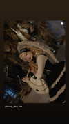 bunny_alina_kim Altpins Profile Picture