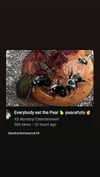 butter.on.a.poptart69 Altpins Profile Picture
