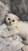 caa.liu Altpins Profile Picture