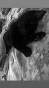 calyen Altpins Profile Picture