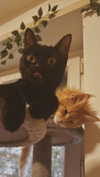 calyen Altpins Profile Picture
