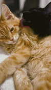 calyen Altpins Profile Picture