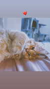 calyen Altpins Profile Picture