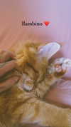 calyen Altpins Profile Picture