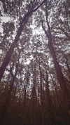 calyen Altpins Profile Picture