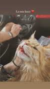 calyen Altpins Profile Picture