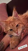 calyen Altpins Profile Picture