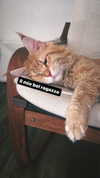 calyen Altpins Profile Picture