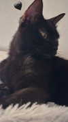 calyen Altpins Profile Picture