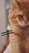 calyen Altpins Profile Picture