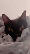 calyen Altpins Profile Picture