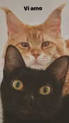calyen Altpins Profile Picture