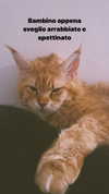 calyen Altpins Profile Picture