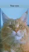 calyen Altpins Profile Picture