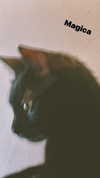calyen Altpins Profile Picture