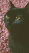calyen Altpins Profile Picture