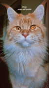 calyen Altpins Profile Picture