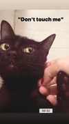 calyen Altpins Profile Picture