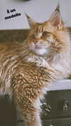 calyen Altpins Profile Picture