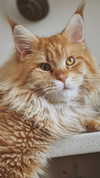 calyen Altpins Profile Picture