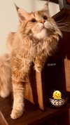 calyen Altpins Profile Picture