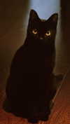 calyen Altpins Profile Picture