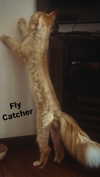 calyen Altpins Profile Picture