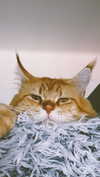 calyen Altpins Profile Picture