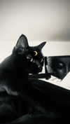 calyen Altpins Profile Picture