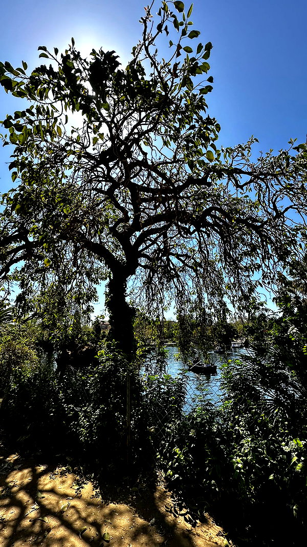 calyen calyen archive image