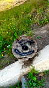 calyen Altpins Profile Picture