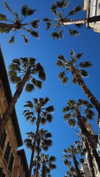 calyen Altpins Profile Picture