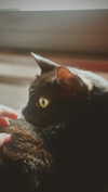 calyen Altpins Profile Picture