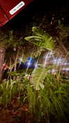 calyen Altpins Profile Picture