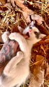calyen Altpins Profile Picture