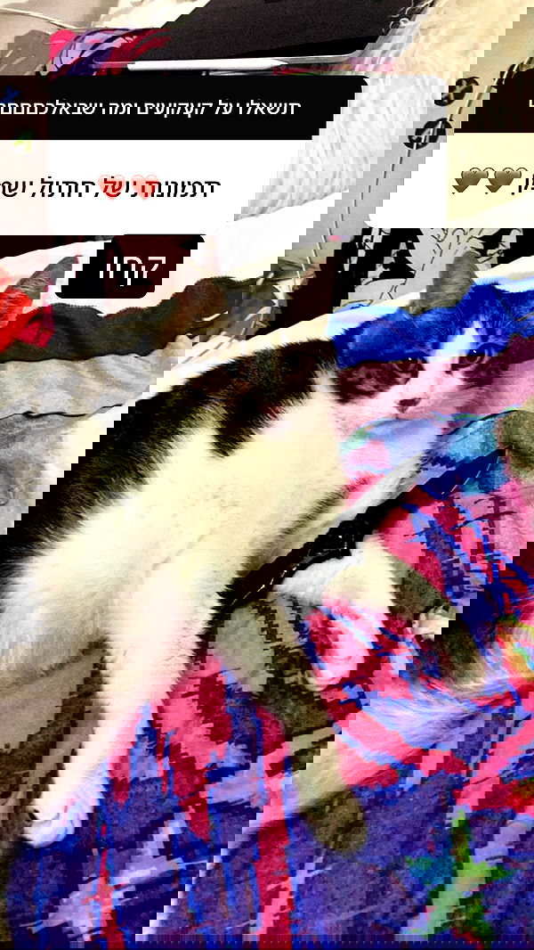 canabaputgir canabaputgir archive image